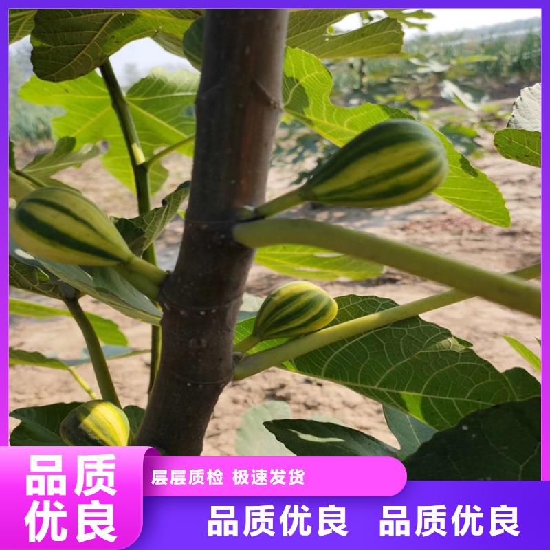 玛瑙红石榴苗视频-玛瑙红石榴苗-轩园园艺场(岳阳市分公司)服务区域岳阳楼|君山|怀化|郴州|湘潭|益阳|湘西|常德