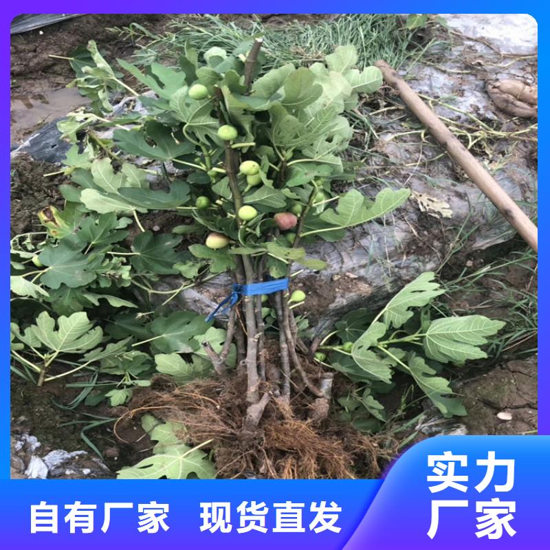 【无花果板栗苗货源足质量好】