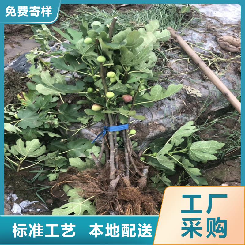 玛瑙红石榴苗视频-玛瑙红石榴苗|陕西省宝鸡市|麟游|太白|榆林|汉中|延安|商洛|安康|咸阳