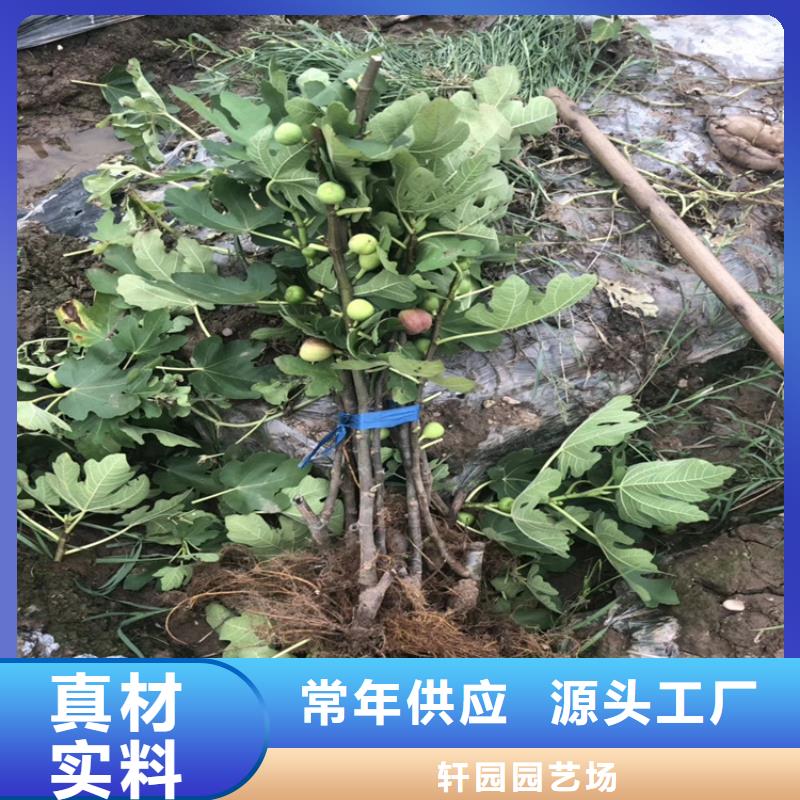 无花果苹果苗物流配送