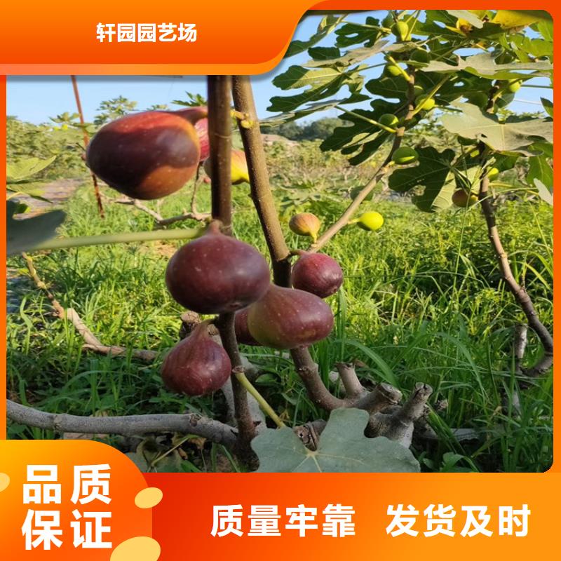 无花果【石榴树】精心