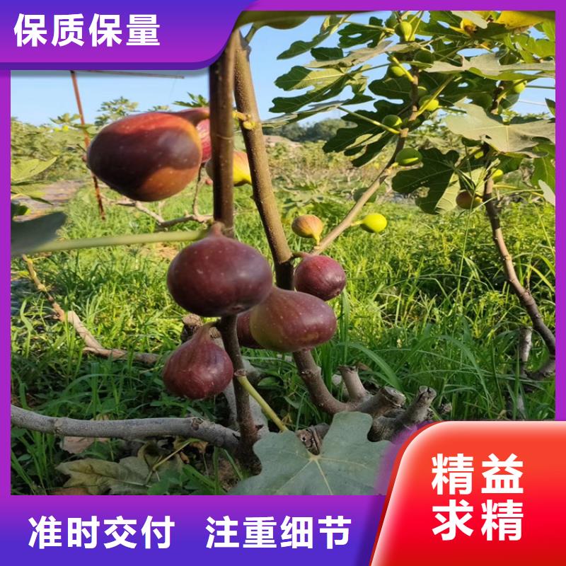 无花果杏树苗做工细致