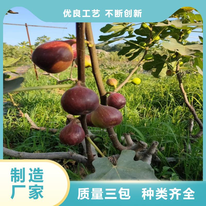 无花果 【梨树苗】按需定做轩园玛瑙红石榴苗