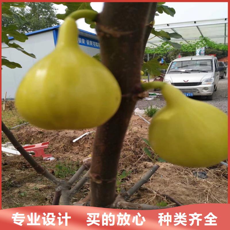 【无花果】樱桃苗用心提升细节