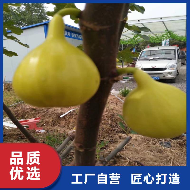 【无花果_石榴苗认准大品牌厂家】