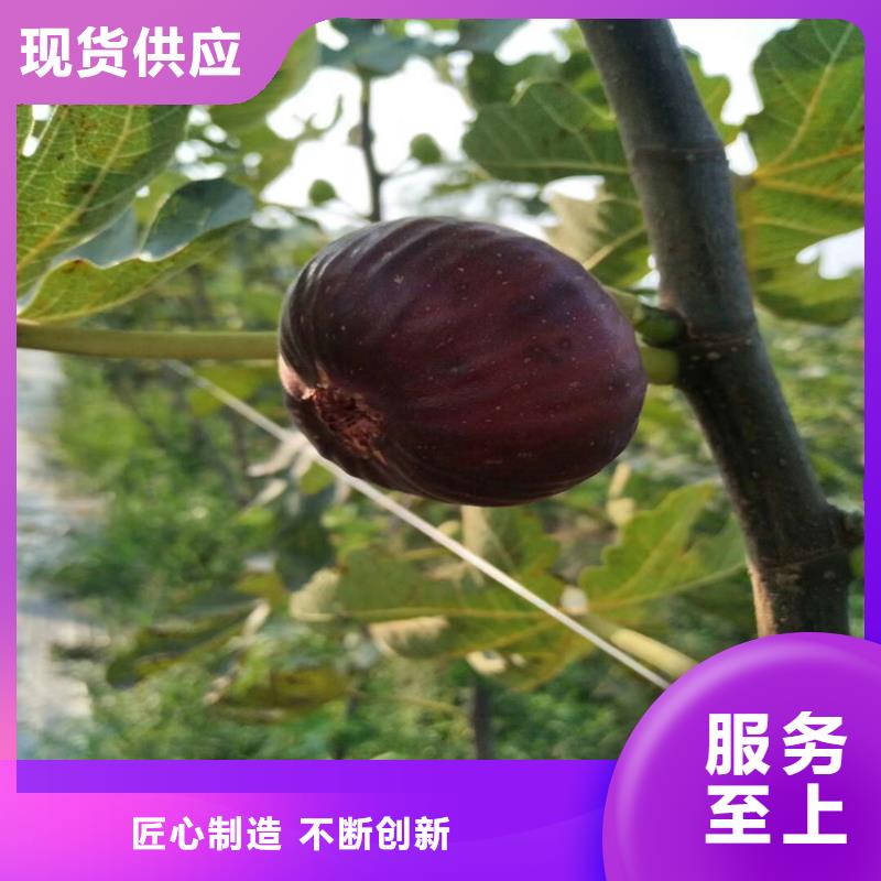 无花果桃树苗质检合格出厂