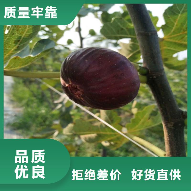 无花果樱桃苗型号齐全