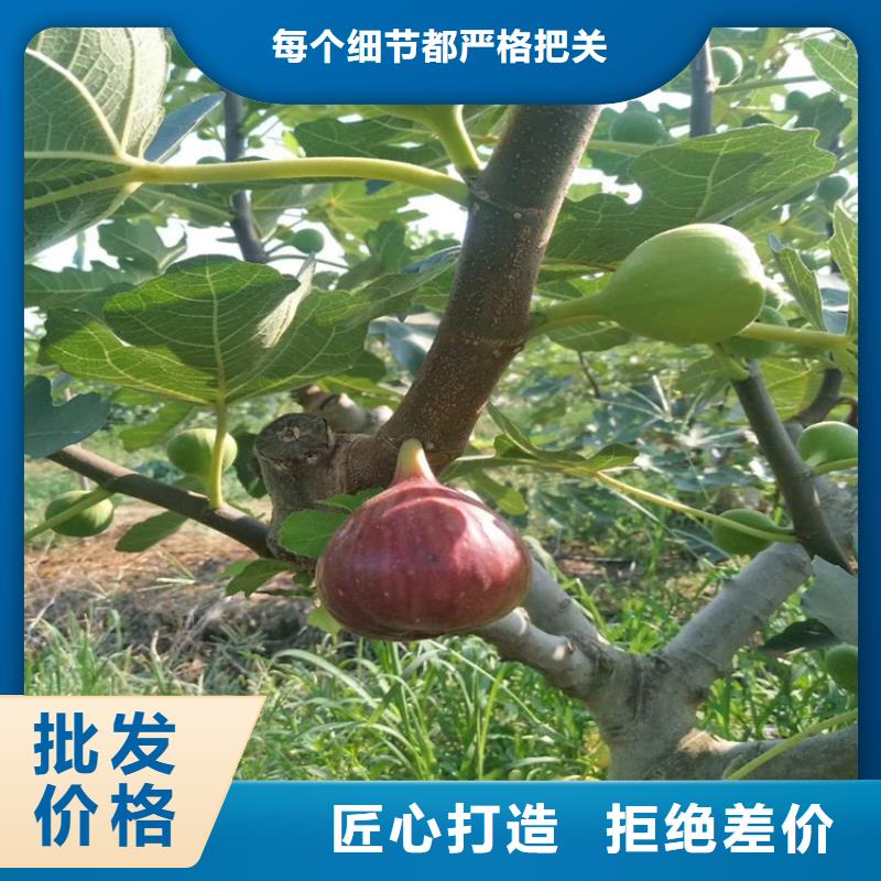 玛瑙红石榴苗视频-玛瑙红石榴苗|陕西省宝鸡市|麟游|太白|榆林|汉中|延安|商洛|安康|咸阳