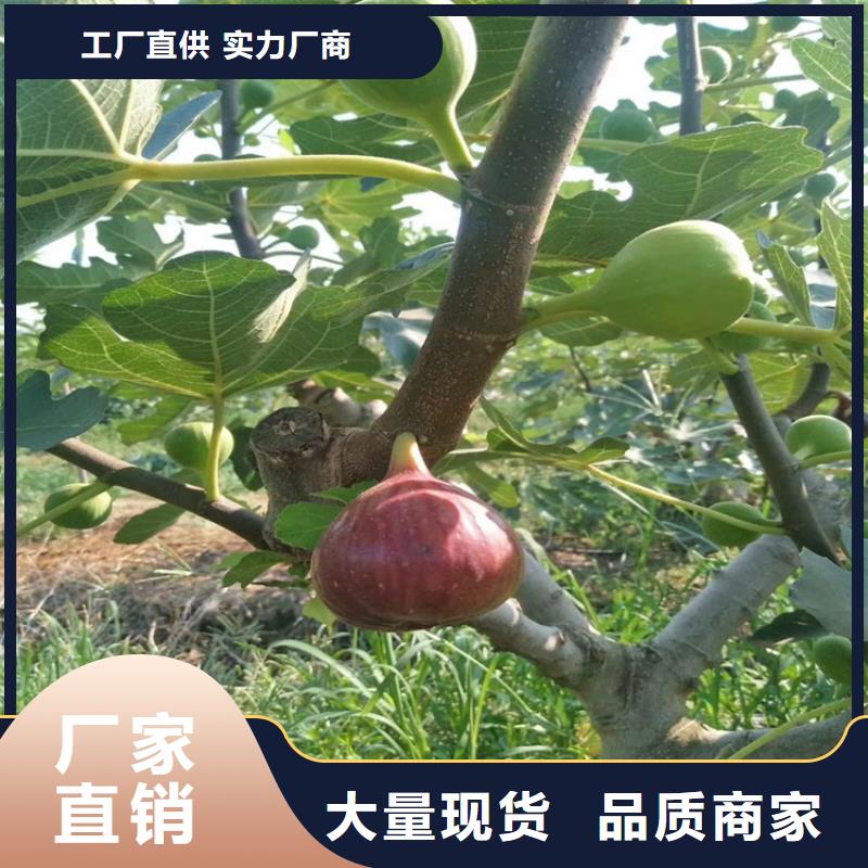 无花果北美冬青高品质诚信厂家