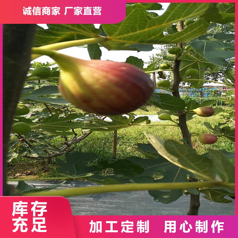 【无花果】-杏树苗严选材质轩园玛瑙红石榴苗