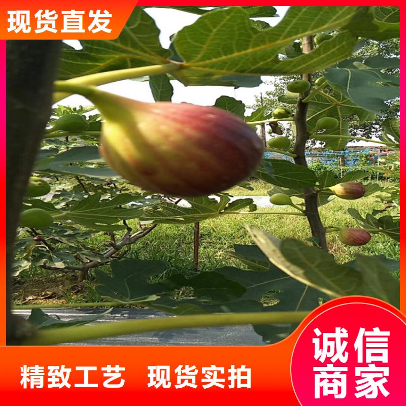 无花果_樱桃苗客户好评