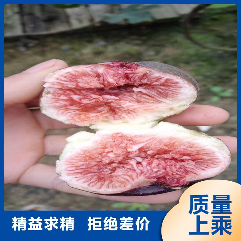 【无花果】樱桃苗用心提升细节