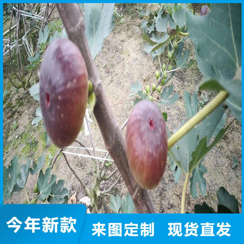 玛瑙红石榴苗视频-玛瑙红石榴苗-山西省忻州市静乐|岢岚|大同|晋中|阳泉|临汾|吕梁(本地)生产厂家