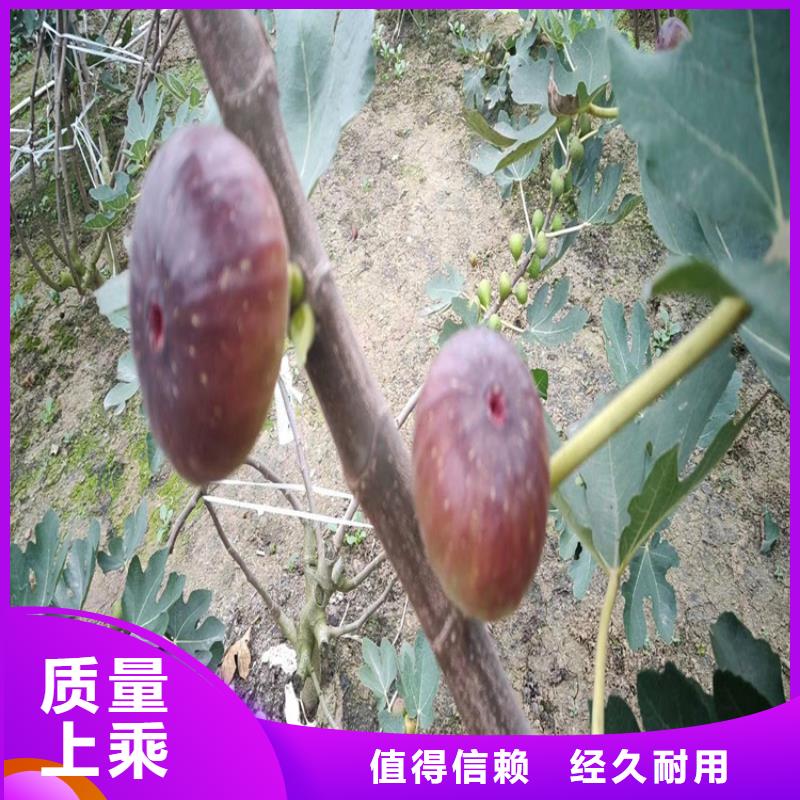 无花果红石榴苗基地专业的生产厂家