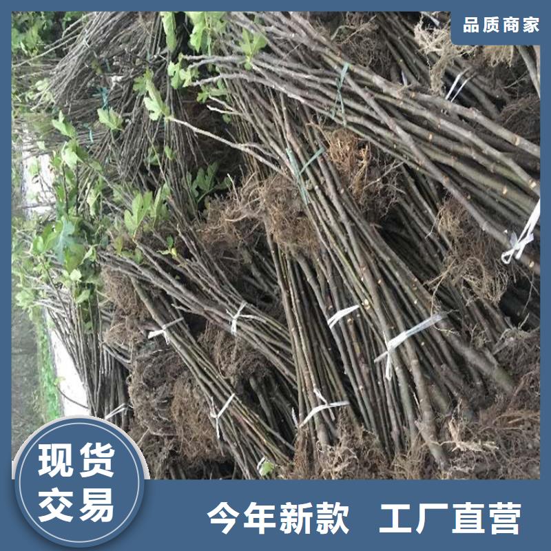 无花果【北美冬青】老品牌厂家