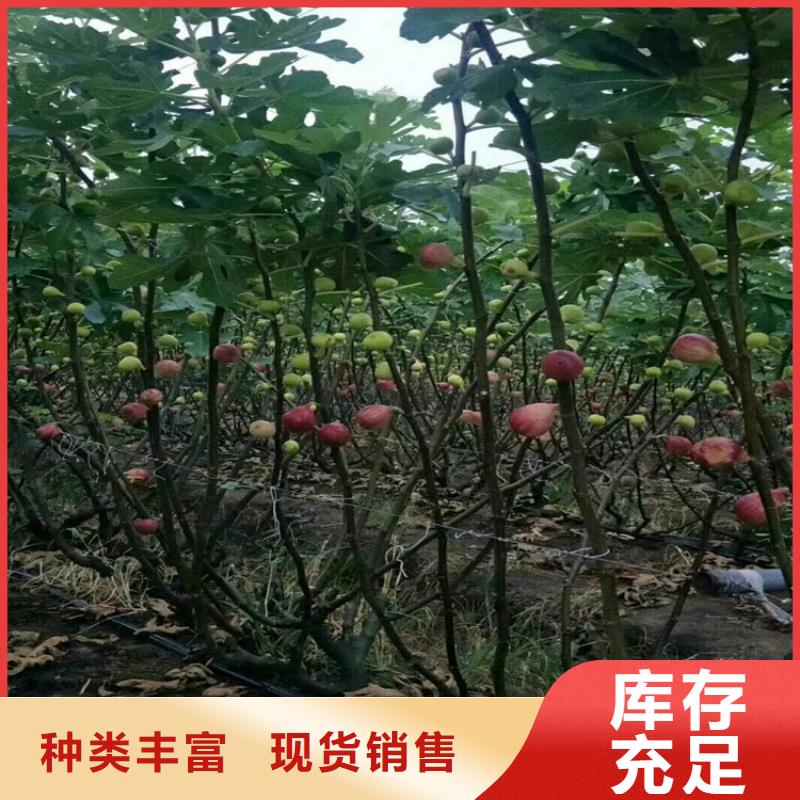 无花果,石榴树厂家直销供货稳定