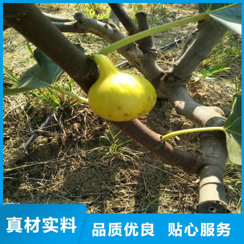 无花果西瓜苗专注细节更放心