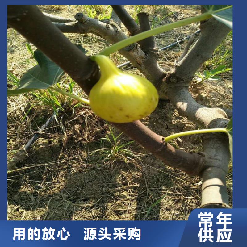 无花果樱桃苗型号齐全