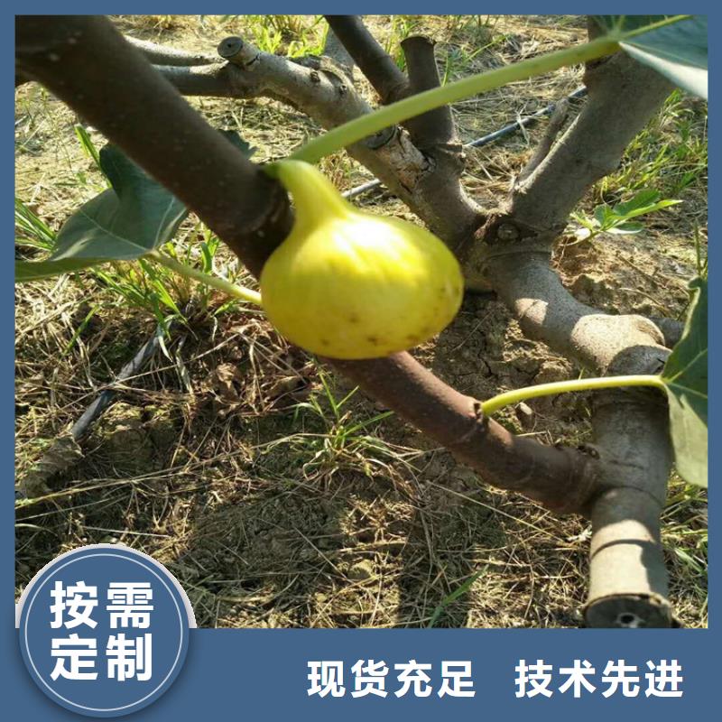 【无花果】-杏树苗严选材质轩园玛瑙红石榴苗