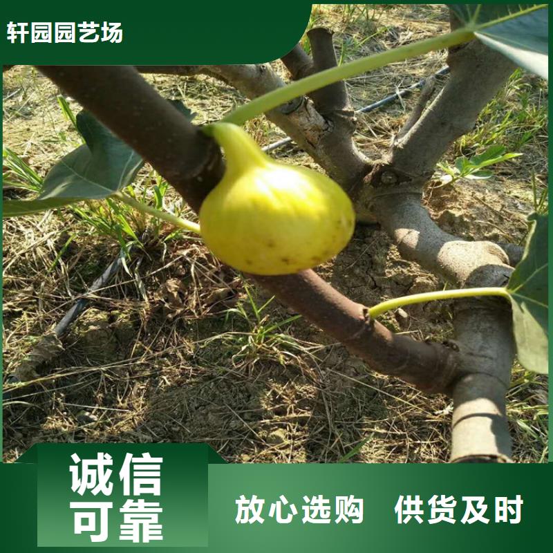 无花果樱桃苗拒绝差价