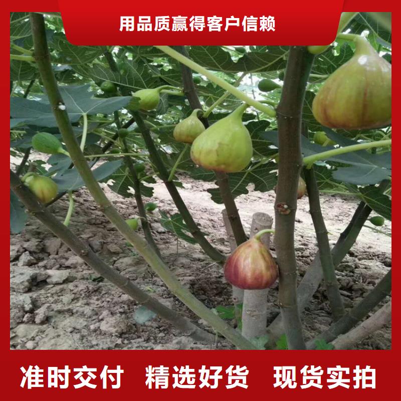 无花果北美冬青高品质诚信厂家