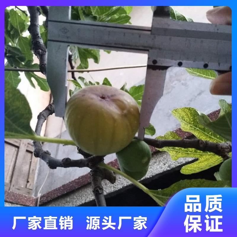 无花果3公分石榴苗的简单介绍