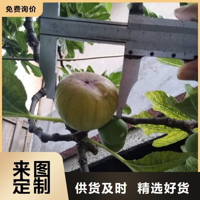 无花果-【草莓苗】多种款式可随心选择