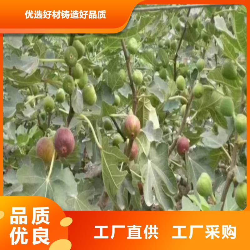 玛瑙红石榴苗-视频-忻州市玛瑙红石榴苗-山西省忻州市繁峙|静乐|长治|大同|阳泉|晋中|吕梁|太原|运城(当地)货源