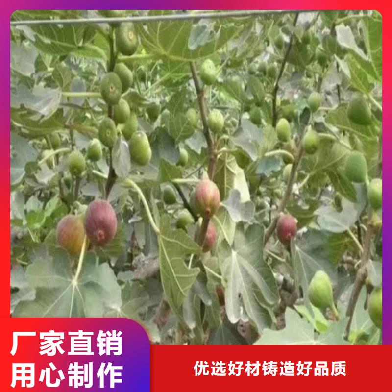 无花果樱桃苗产品优良