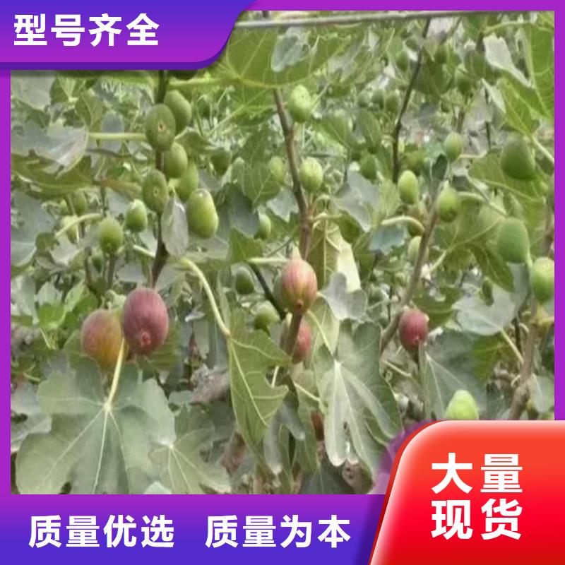 无花果红石榴苗基地专业的生产厂家