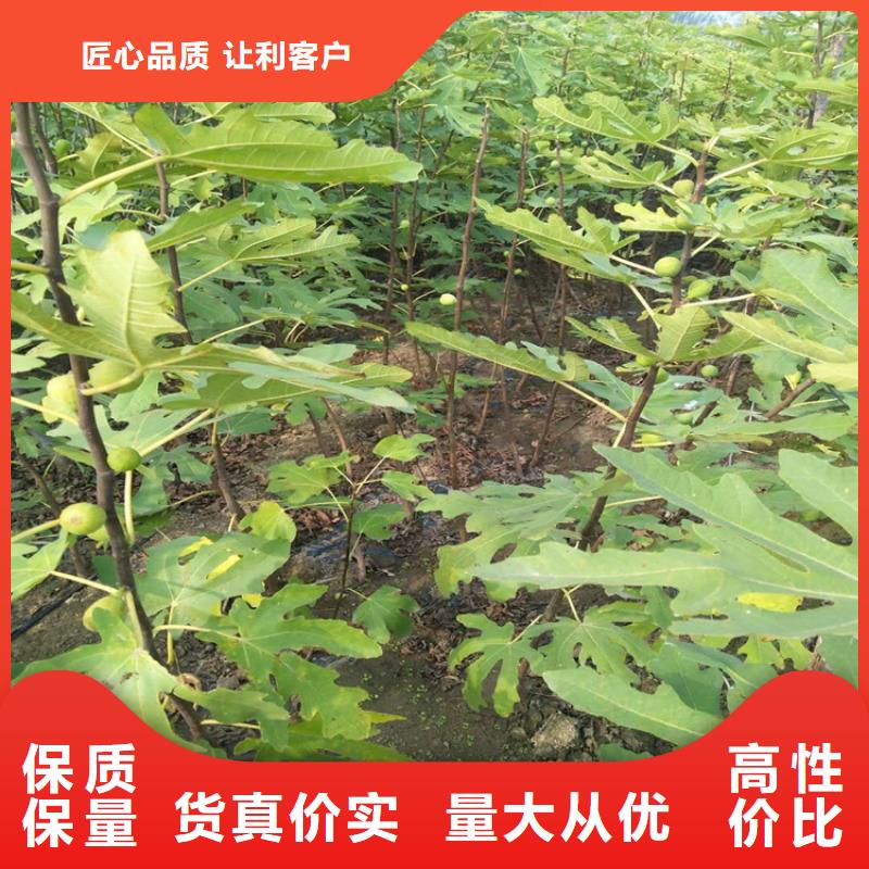 无花果【樱桃苗】精心推荐