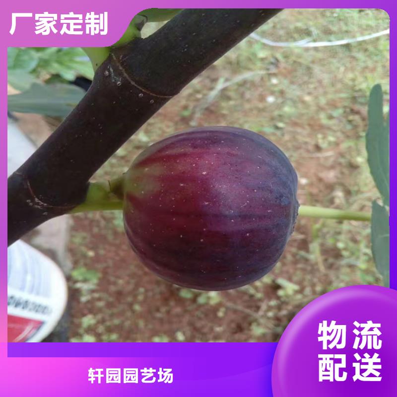 玛瑙红石榴苗视频-玛瑙红石榴苗-轩园园艺场(岳阳市分公司)服务区域岳阳楼|君山|怀化|郴州|湘潭|益阳|湘西|常德