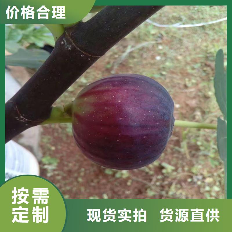 无花果西瓜苗专注细节更放心