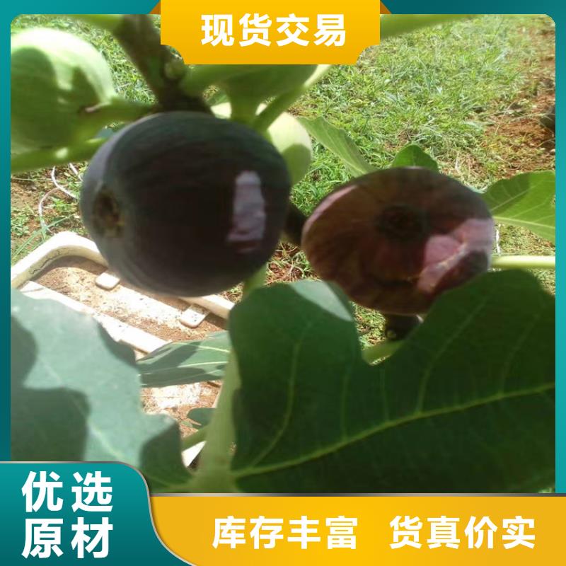 玛瑙红石榴苗视频-玛瑙红石榴苗|陕西省宝鸡市|麟游|太白|榆林|汉中|延安|商洛|安康|咸阳