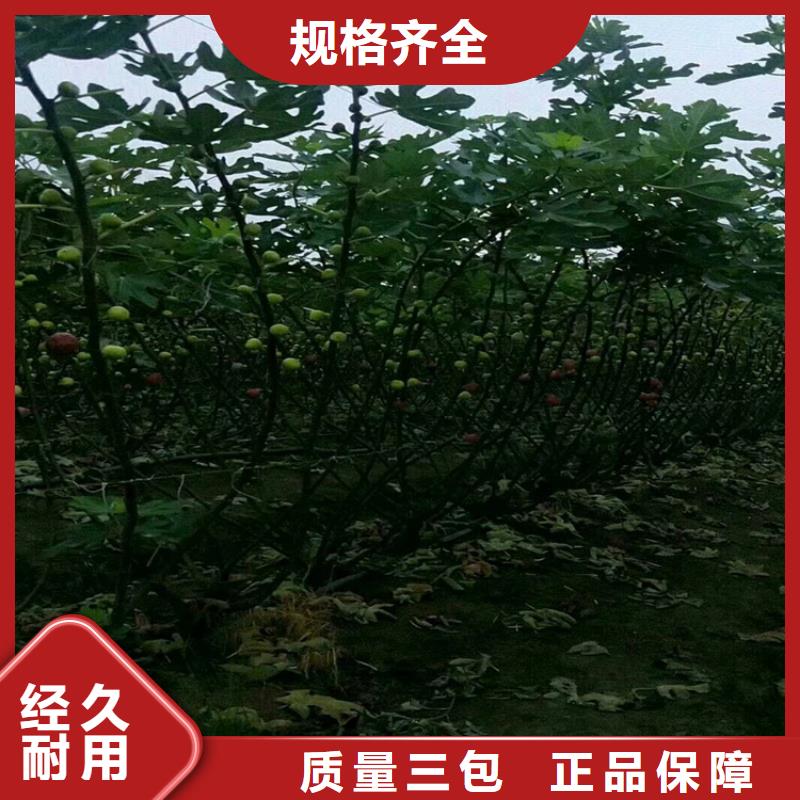 无花果桃树苗质检合格出厂