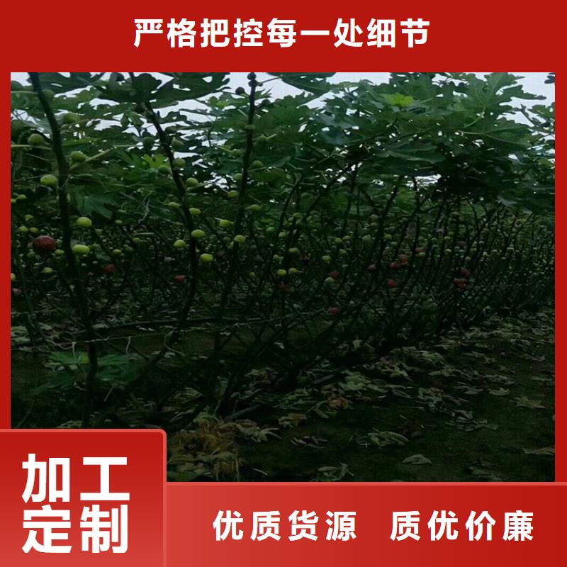 无花果,苹果苗甄选好物