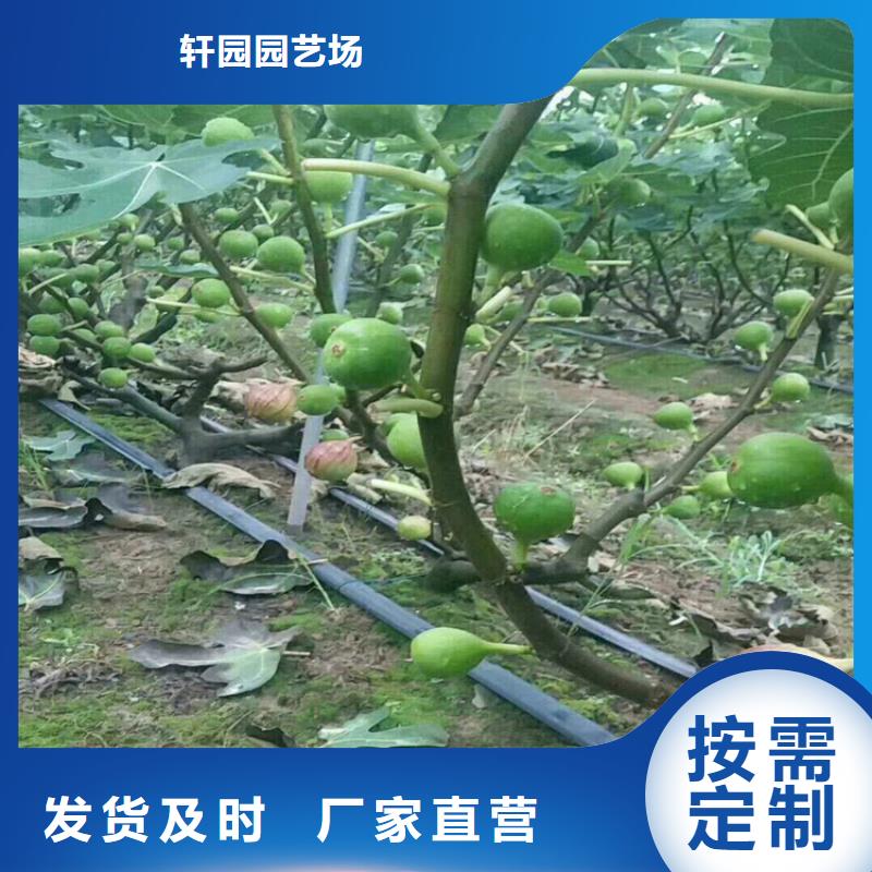 【无花果】樱桃苗用心提升细节