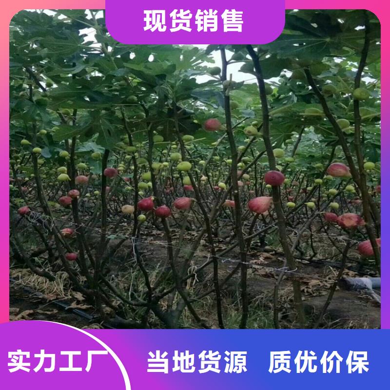 无花果_樱桃苗客户好评