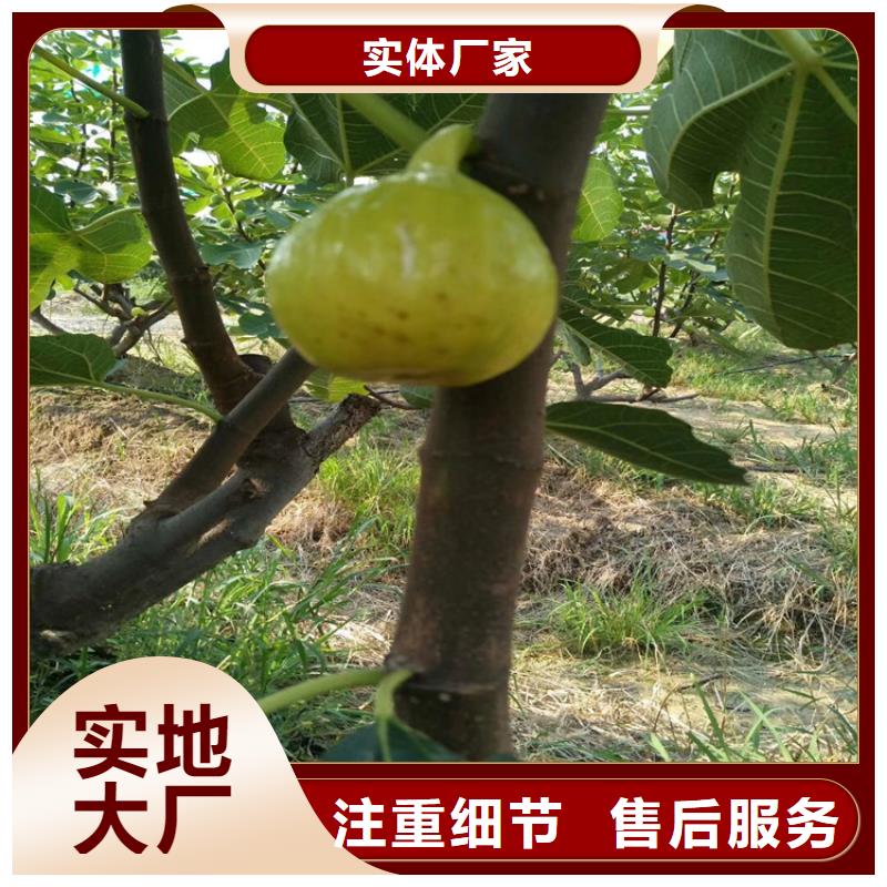 【无花果樱桃苗快速发货】