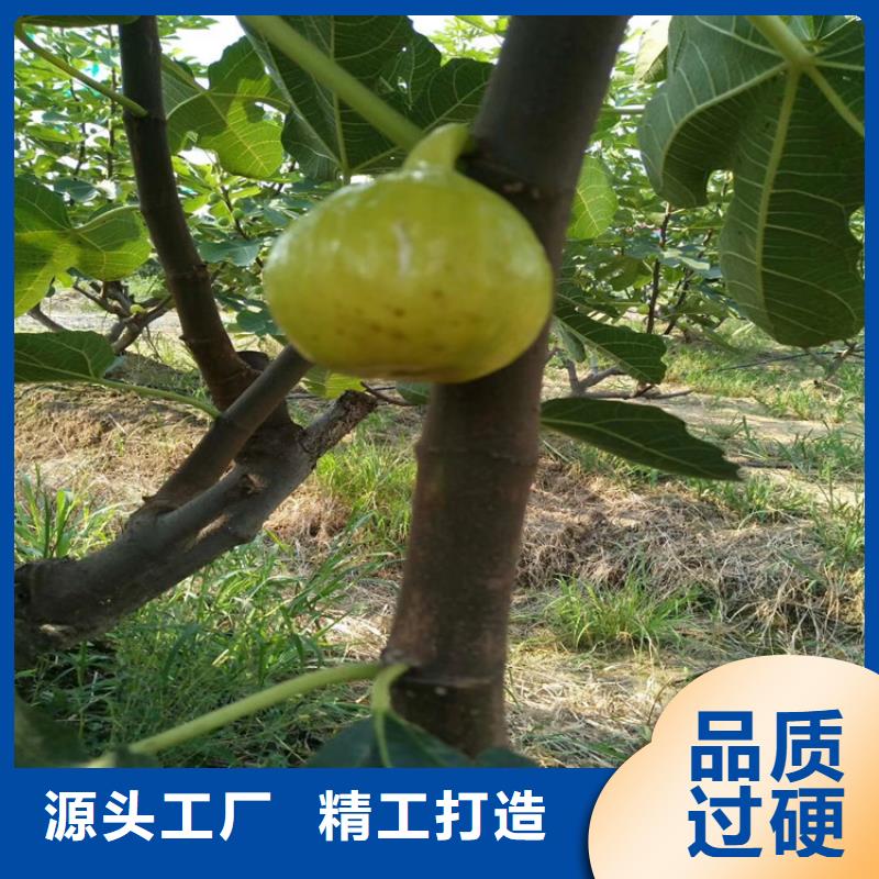 无花果黄瓜苗专注细节专注品质