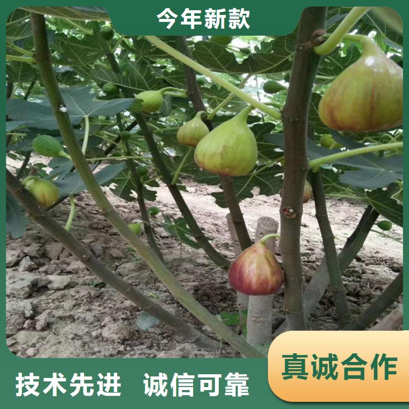 无花果-苹果苗精选好货