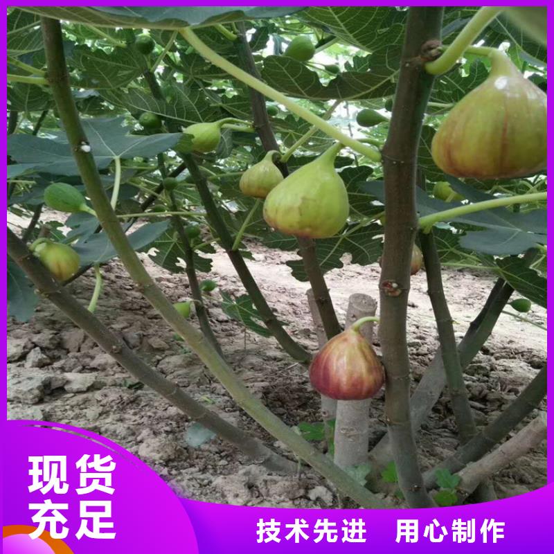 无花果,石榴树厂家直销供货稳定