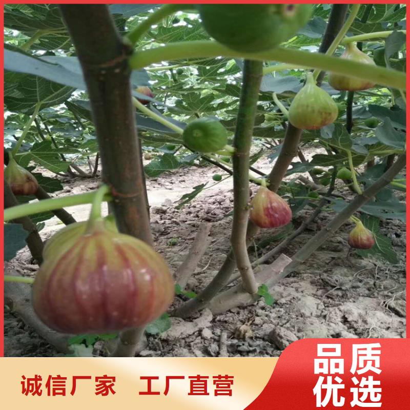 无花果3公分石榴苗的简单介绍