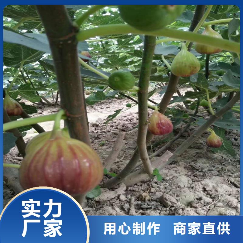 玛瑙红石榴苗-视频-忻州市玛瑙红石榴苗-山西省忻州市繁峙|静乐|长治|大同|阳泉|晋中|吕梁|太原|运城(当地)货源