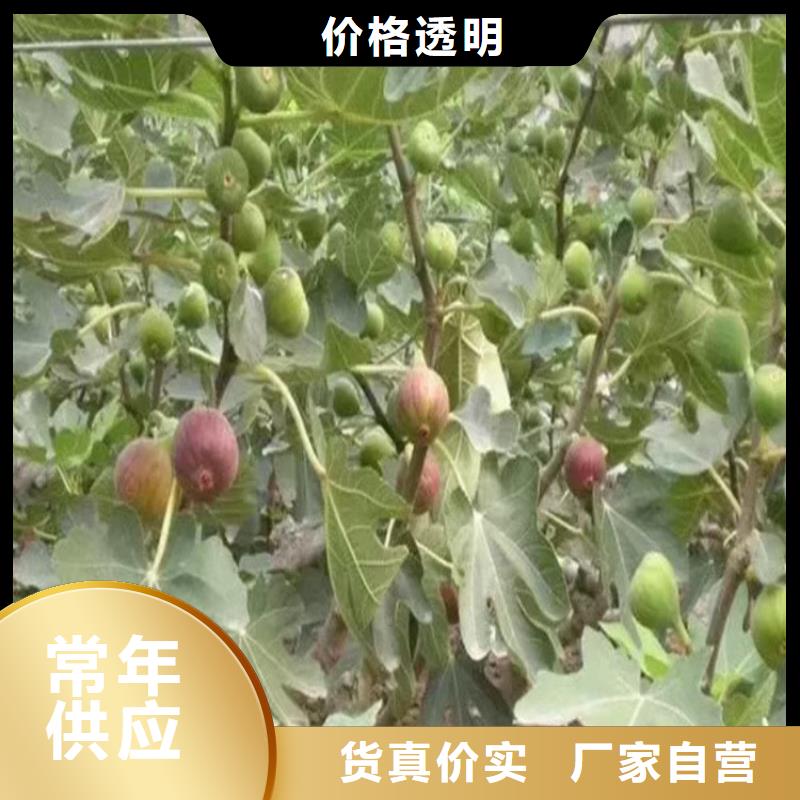 无花果_苹果苗产品细节参数