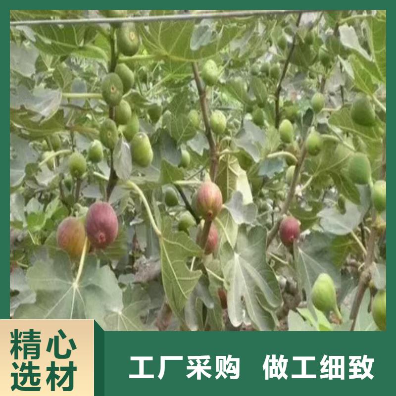 无花果樱桃苗产品优良