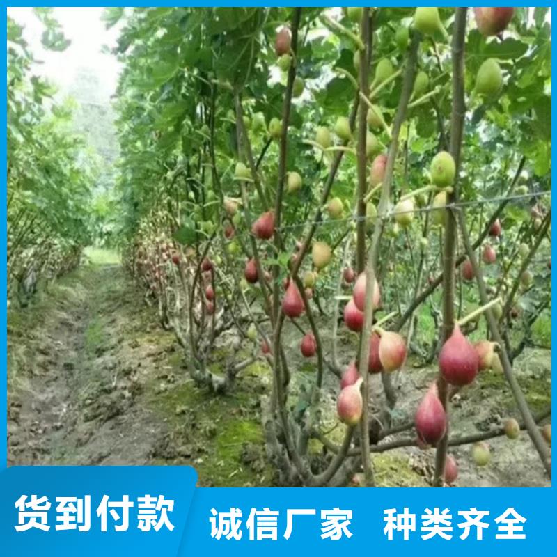 无花果【樱桃苗】精心推荐