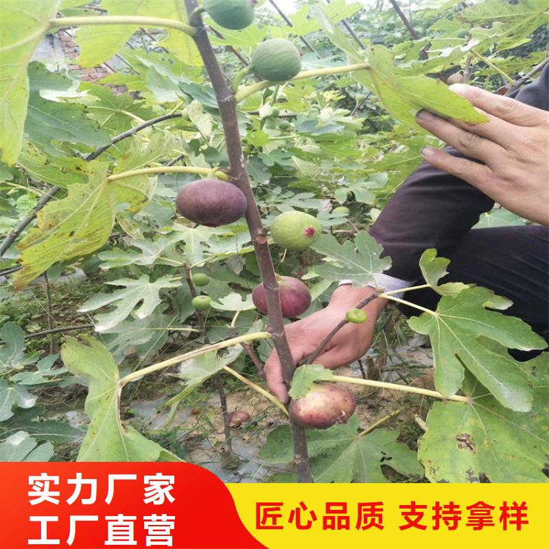 无花果苹果苗低价货源