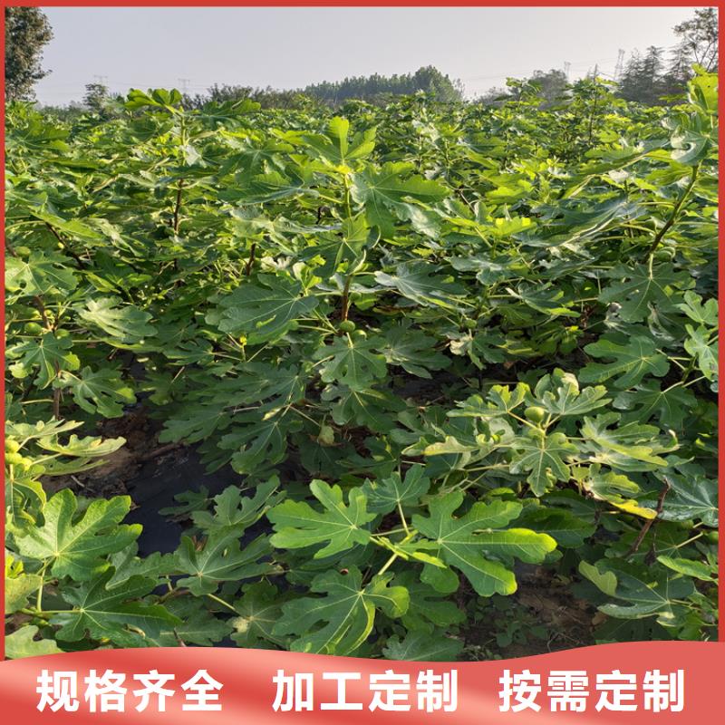 无花果樱桃苗型号齐全