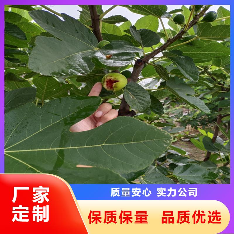 无花果樱桃苗型号齐全